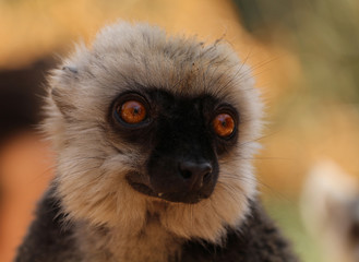 Fototapeta premium The white-headed lemur (Eulemur albifrons), also known as the white-headed brown lemur, white-fronted brown lemur, or white-fronted lemur - adult male