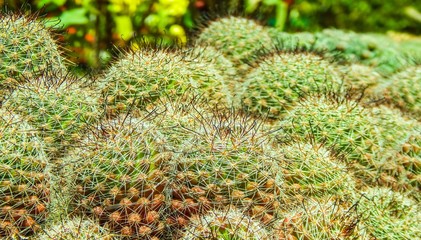 Spiny Cactus