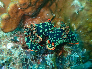 マレーシアの蛍光色のウミウシのカップル