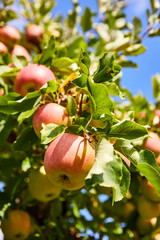 fresh red apples on a tree