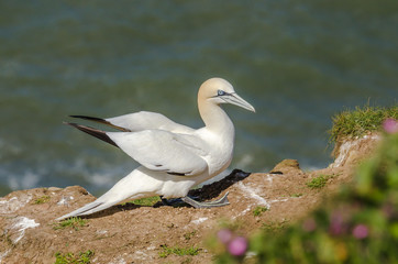 A large gannet on the ground during nesting season