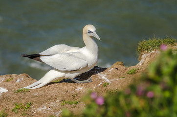Obraz premium A large gannet on the ground during nesting season