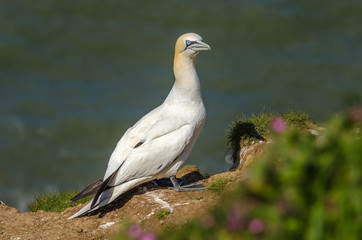 A large gannet on the ground during nesting season
