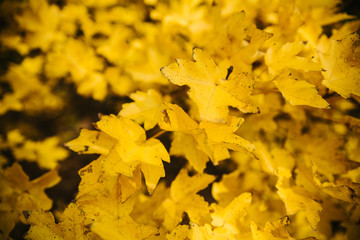 Golden bright orange leaves of maple on the dark background