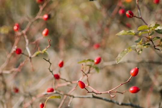 A few red briar berries on a bokeh background. Close up