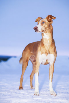 Red and white dog in winter landscape