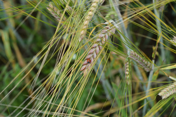 ladybug on the spick of wheat