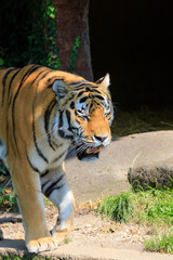 Obraz premium Tygrys Sybirski