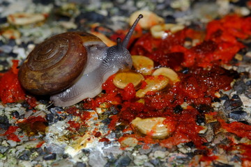Snail 's life crawling eat some food in the garden