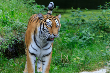 Sibirischer Tiger