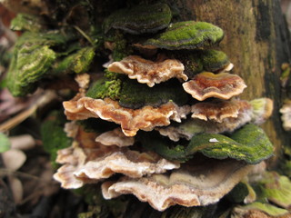 macro nature