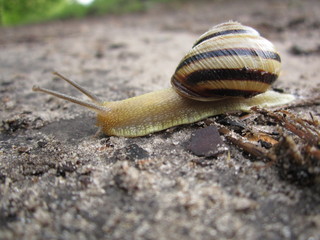 macro nature