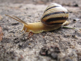 macro nature