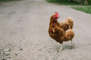 young brown chicken or rooster with a red comb walking along a rural road