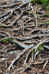 Pine tree roots on a pathway in the forest