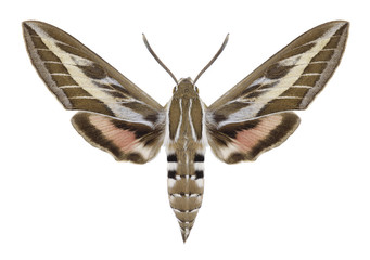 Butterfly Hyles livornica on a white background