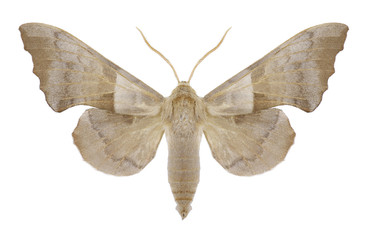 Butterfly Laothoe amurensis on a white background