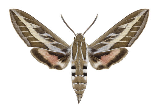 Butterfly Hyles livornica on a white background