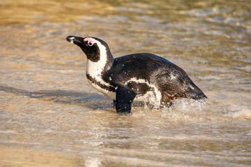 African Penguin Portrait