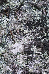 white wooden natural surface with moss