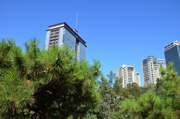 Residential complex surrounded by large pines.