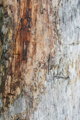 bark beetle tree trunk
