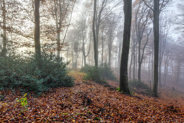 Obraz premium Romantic mystical sight of an autumn forest in morning mist, Lüneburg Heath, Northern Germany