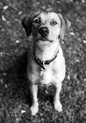 Fototapeta premium Süßer Hund im Garten