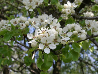 blooms pear
