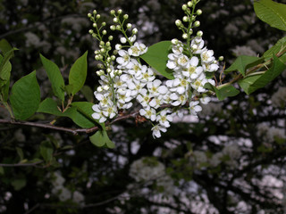 the bird cherry blooms