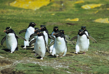 Obraz premium Gorfou huppé, Manchot gorfou sauteur, Eudyptes sclateri, Erect crested Penguin