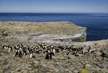 Gorfou huppé, Manchot gorfou sauteur, Eudyptes sclateri, Erect crested Penguin © JAG IMAGES