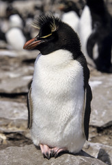 Fototapeta premium Gorfou huppé, Manchot gorfou sauteur, Eudyptes sclateri, Erect crested Penguin
