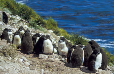 Gorfou huppé, Manchot gorfou sauteur, immature, Eudyptes sclateri, Erect crested Penguin