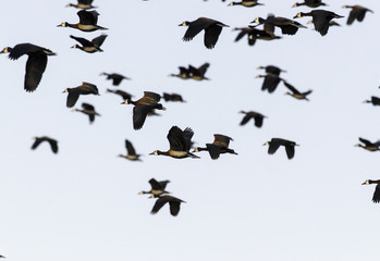 Dendrocygne veuf,.Dendrocygna viduata, White faced Whistling Duck