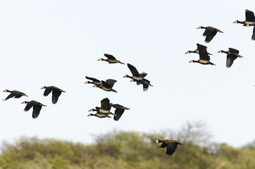 Dendrocygne veuf,.Dendrocygna viduata, White faced Whistling Duck
