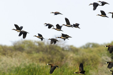 Dendrocygne veuf,.Dendrocygna viduata, White faced Whistling Duck