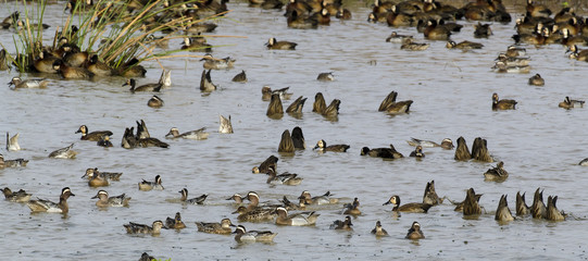 Dendrocygne veuf,.Dendrocygna viduata, White faced Whistling Duck