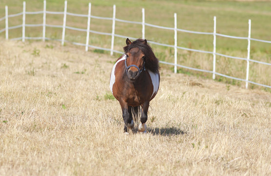 cute little shetland pony on pasture