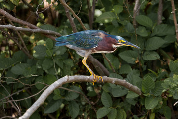 Green Heron on a Branch