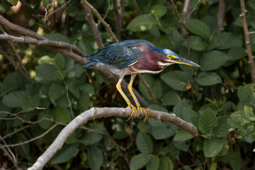 Green Heron on a Branch