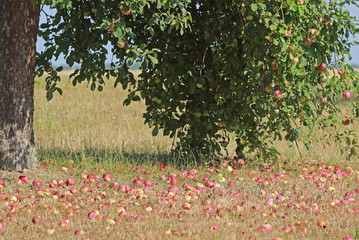 fallen fruit under an old apple tree © schapinskaja