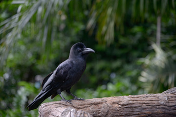  jungle crow, large-billed crow, thick-billed crow in public park.