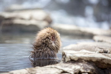 macaque monkey in a bath in japan