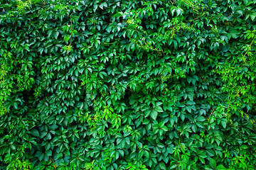 Fototapety  Zielona ściana wykonana z pnącza.