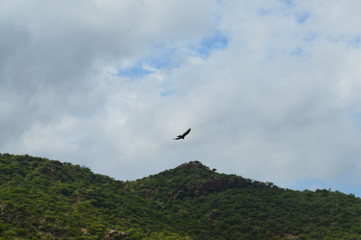 Bird and mountain