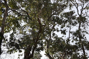 Copa de arvore vista de cima