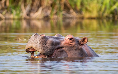 Hippopotamus