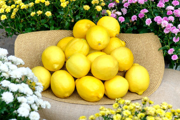 Organic fresh citrus fruits in a white wicker basket. Yellow lemons.