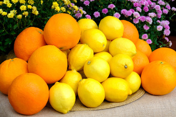 Organic fresh citrus fruits in a white wicker basket. Yellow lemons, orange oranges